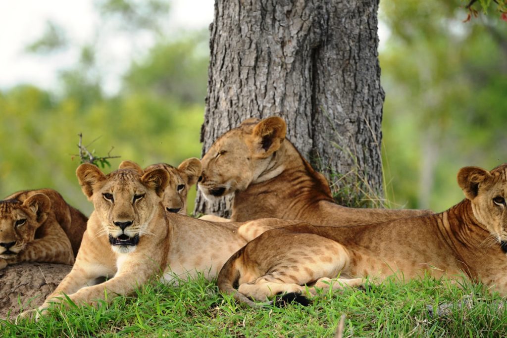 4-Day Ultimate Luxury Tanzania Travel Experience