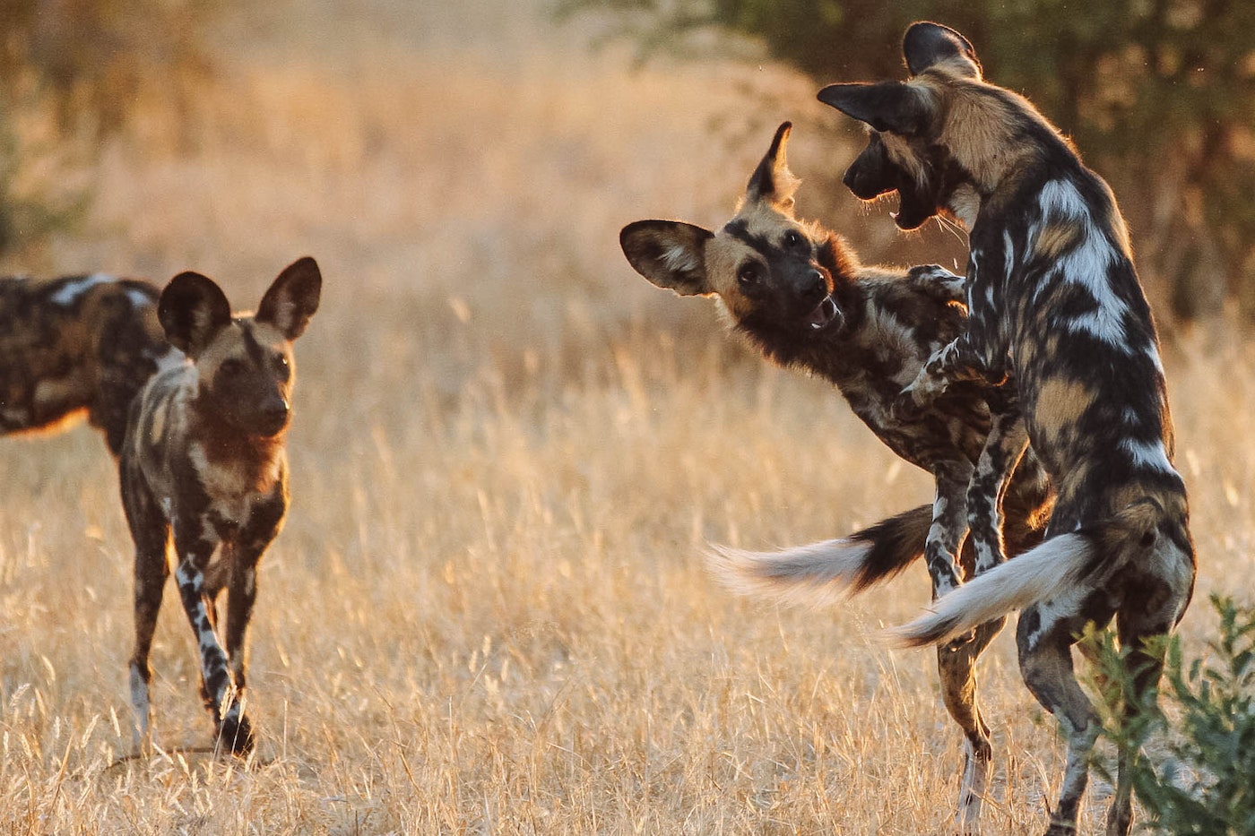 nyerere wild dogs
