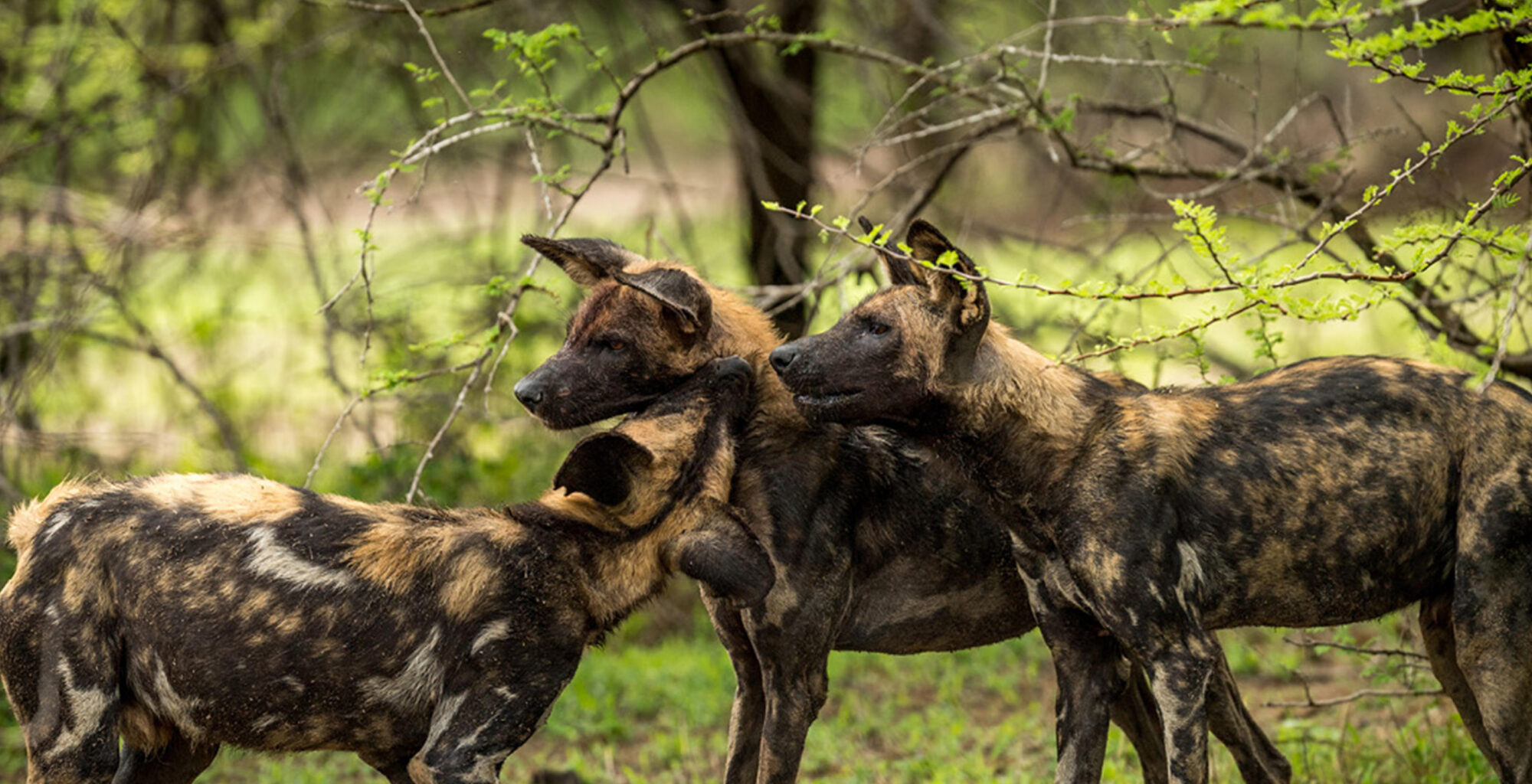 nyerere wild dogs