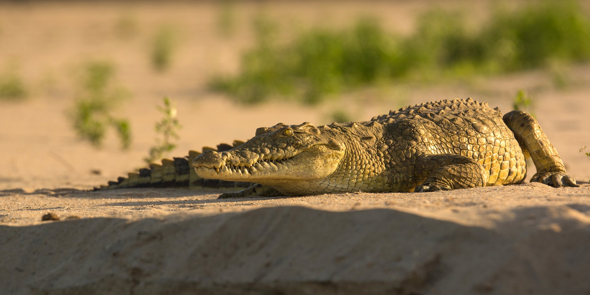 selous_safari_crocodile