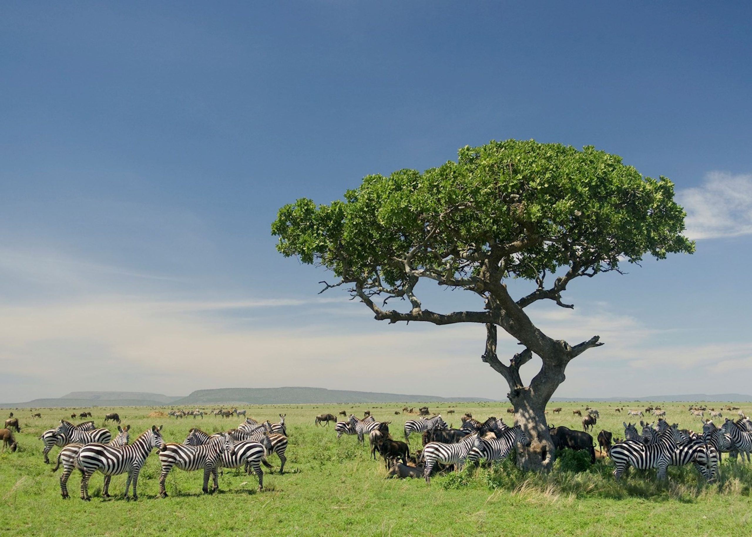 serengeti-national-park-tanzania