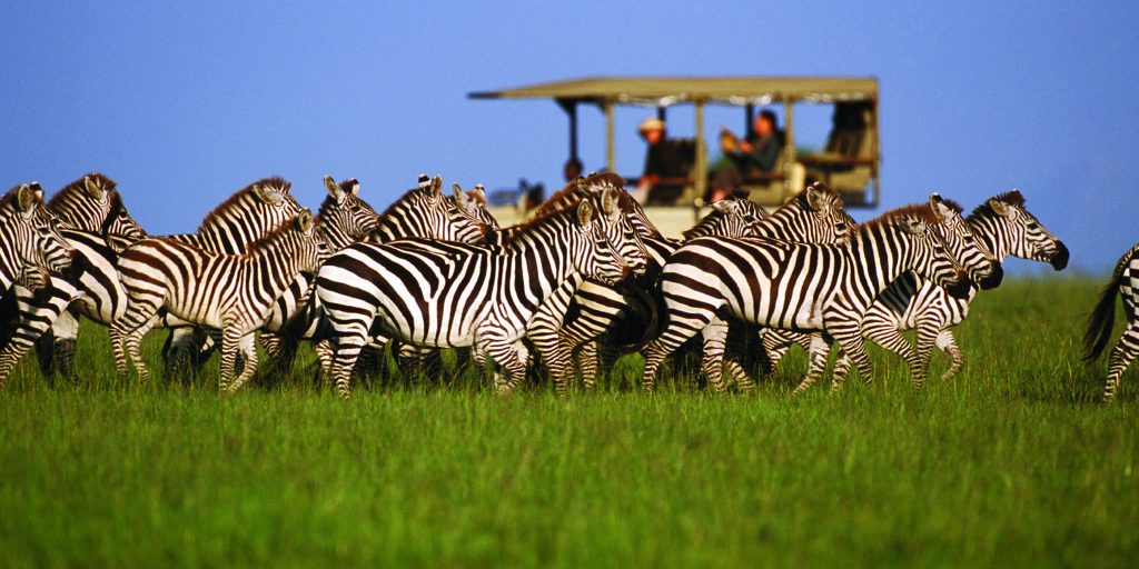 Zebra in Ngorongoro Crater