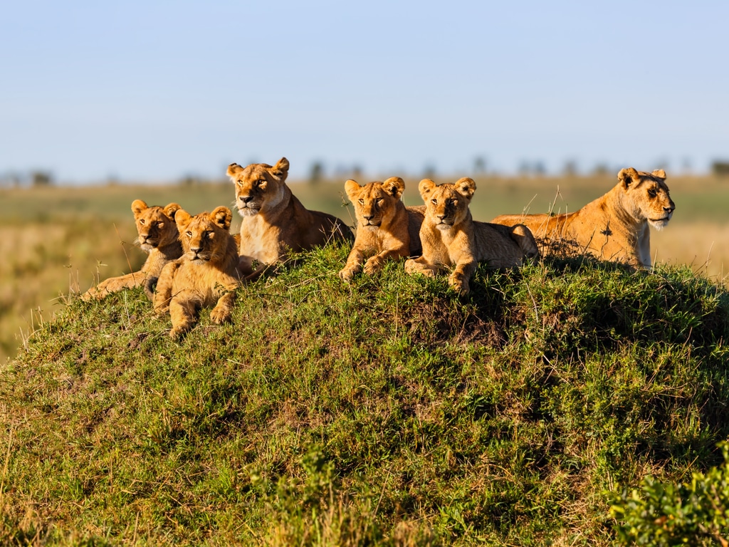 serengeti_national_park_lion-cubs