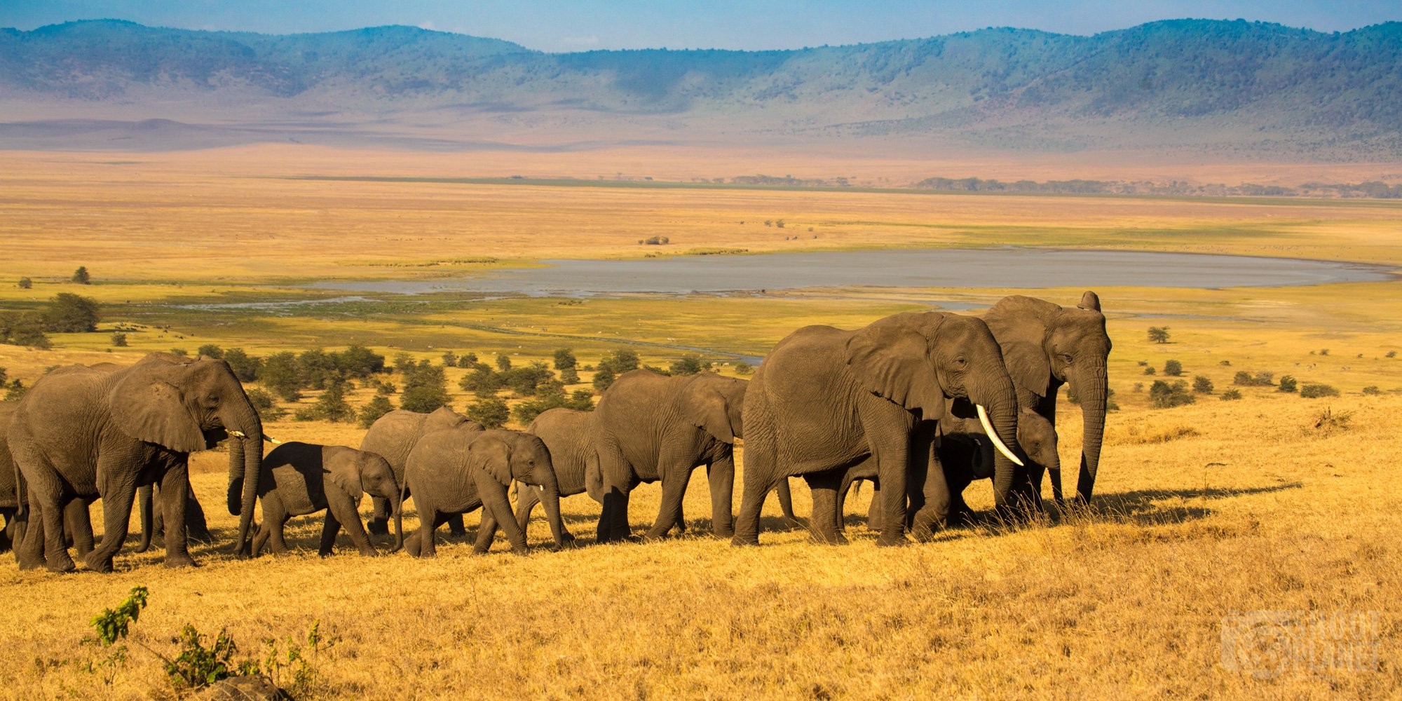 Elephant herd at sunset in Ngorongoro, Tanzania