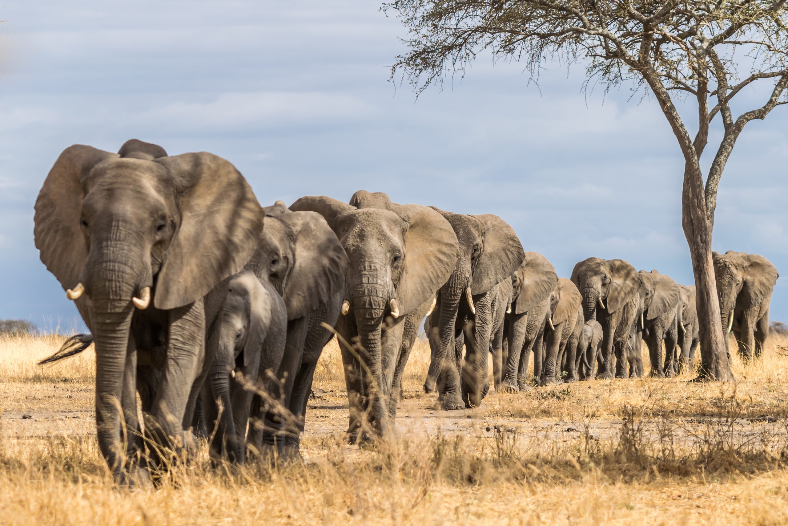 tarangire-National-park-elephant-in-row