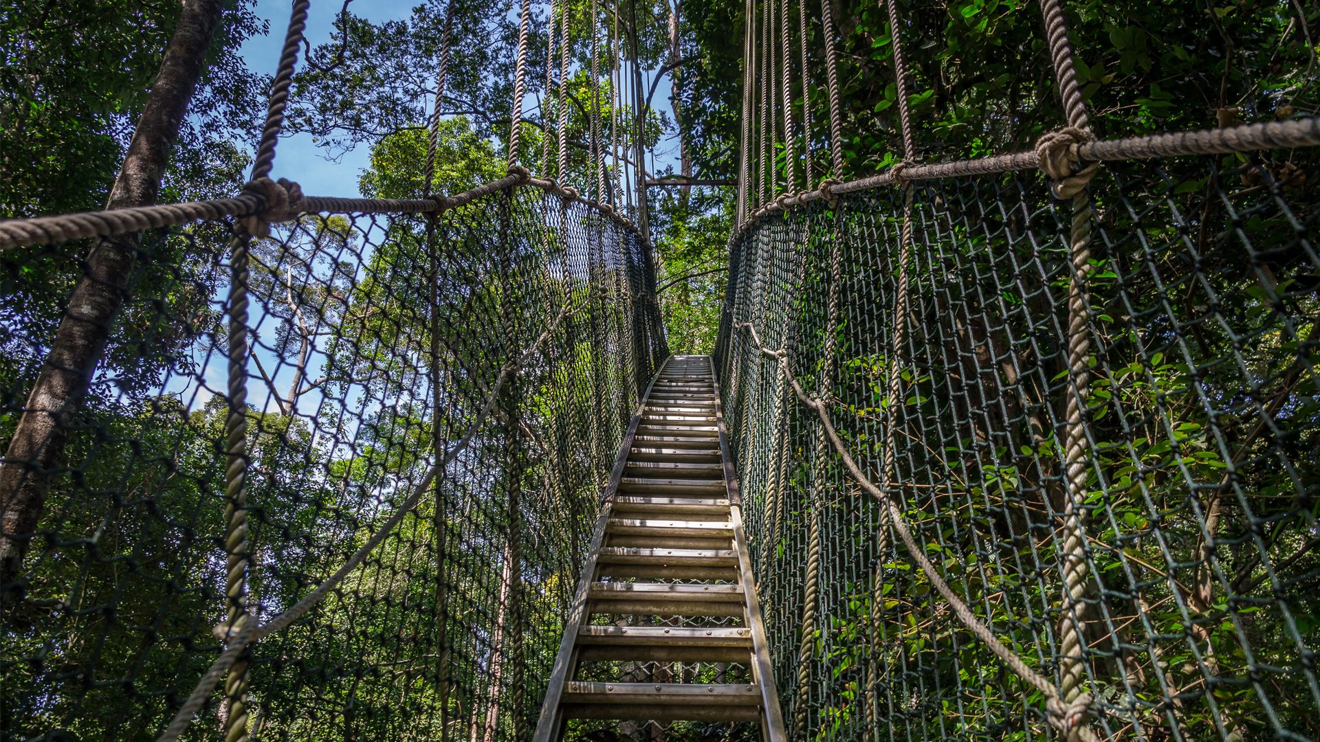 treetop-walkway-tour-in-lake-manyara-national-park