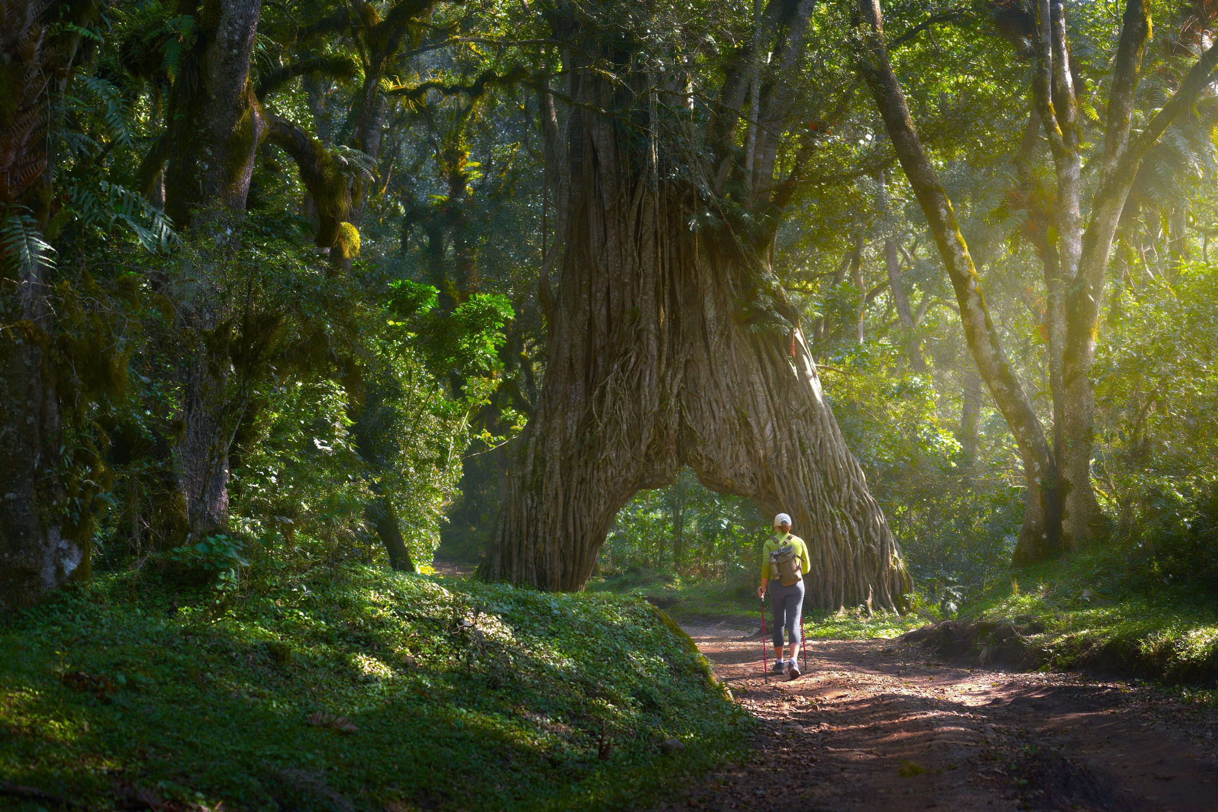 walking-past-the-fig-tree-arch-in-arusha-national-park-easy-travel-tanzania (1)