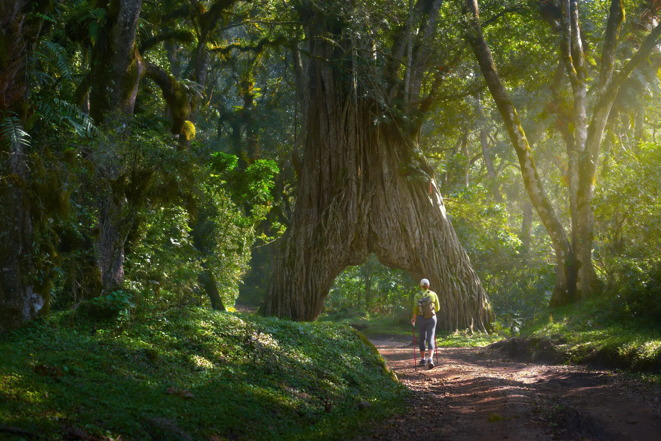 Caminando junto al Arco de la Higuera en el Parque Nacional de Arusha: un viaje fácil a Tanzania (1)