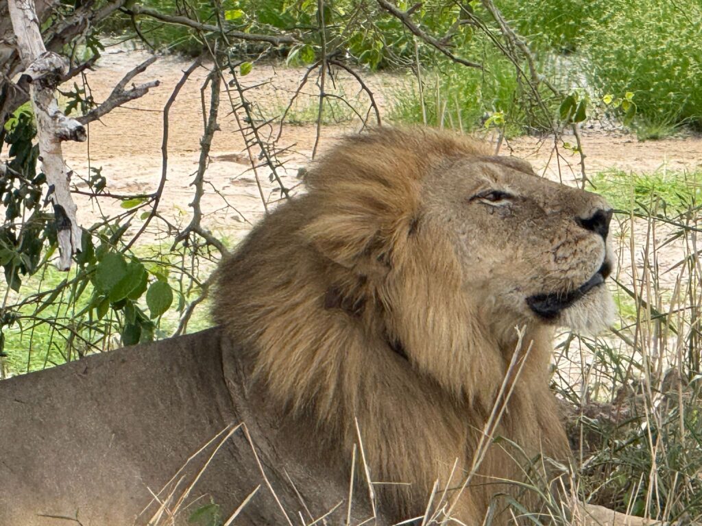 3-Day Fly-In Safari from Dar es Salaam to Serengeti