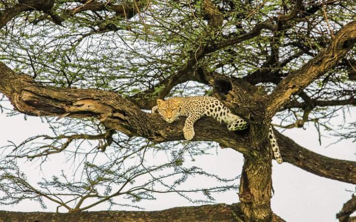 6-Day Ndutu Great Migration Safari|Wildebeest Calving Season