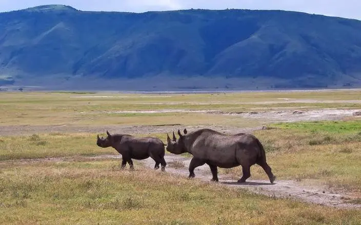4-Day Camping Tarangire Ngorongoro Serengeti Plains
