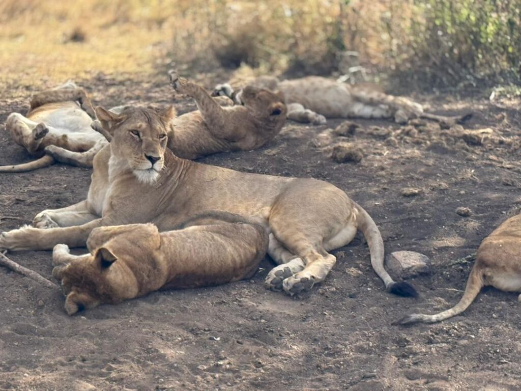 3-day-fly-in-serengeti-ngorongoro