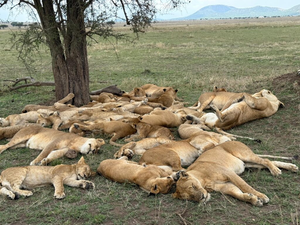 4-Day Explore the Beauty of Serengeti Safari with Four Seasons Lodge