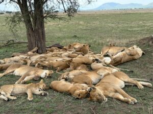 4-Day Explore the Beauty of Serengeti Safari with Four Seasons Lodge 