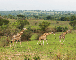 7 day african safari tours
