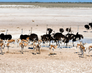 African Safari Botswana Tours