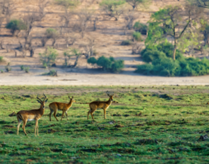 African Safari Botswana Tours