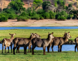 African Safari Botswana Tours