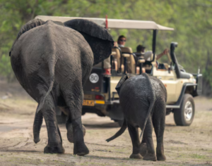 African Safari Tour Packages