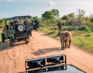 African Safari Tour Packages
