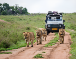 African Tours and Safaris