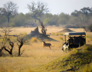 African Tours and Safaris