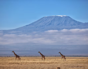 Best Kilimanjaro Tour Companies