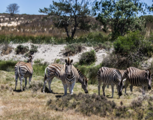 Serengeti National Park Safari
