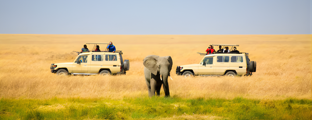 Serengeti National Park Safari