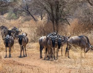 Serengeti National Park Safari