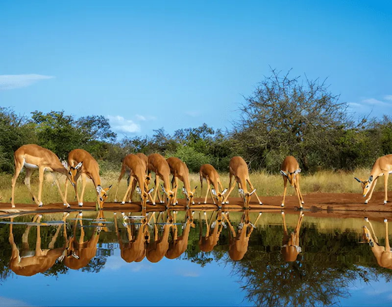 Parco Nazionale del Serengeti