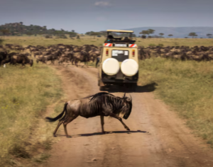 Tanzania Tour Packages