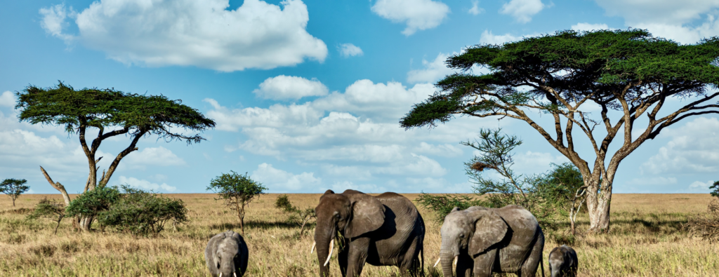 Tanzania vacation packages all inclusive 2026