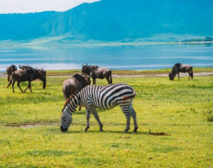 Tanzania vacation packages all inclusive 2026