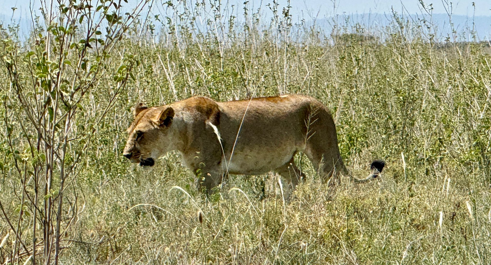 7-Day Serengeti Wildebeest Migration Safari with Nyota Luxury Lodge