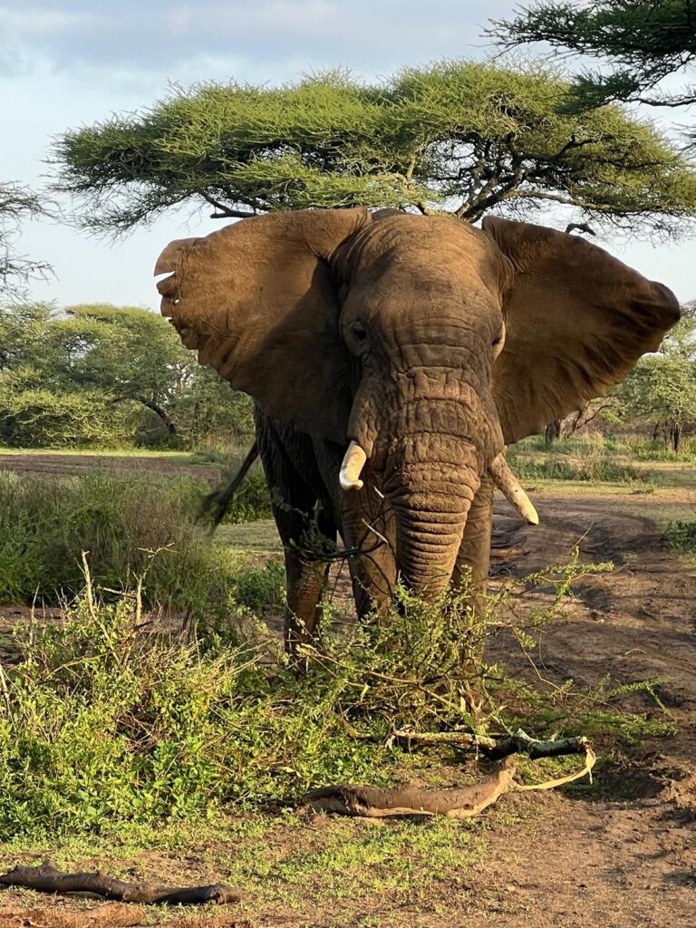 Big Five Wildlife Viewing