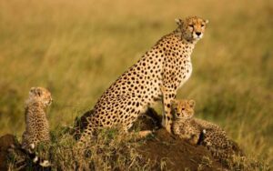 4-Day Explore the Beauty of Serengeti Safari with Four Seasons Lodge 