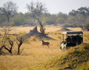 Best Safari Companies in Tanzania