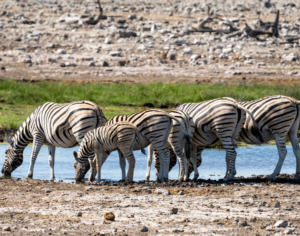 Kenya and Tanzania Safari