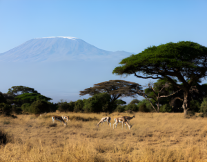 Kilimanjaro Trekking Packages