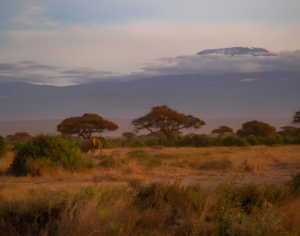 Kilimanjaro Trekking Packages