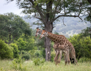 Tanzania Zanzibar Safari