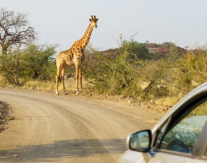 Tanzania Zanzibar Safari