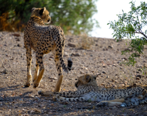 Tanzania Zanzibar Safari