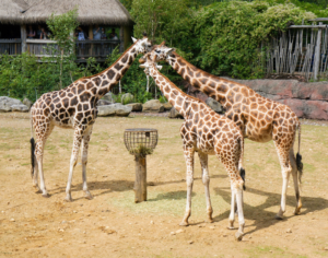 best safari lodges in tanzania