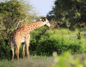 Wildlife Safari Tanzania