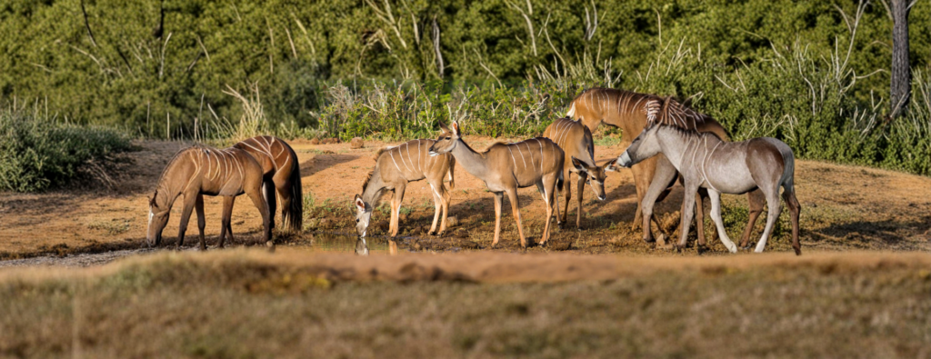 Wildlife Safari Tanzania