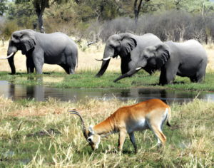 Wildlife Safari Tanzania