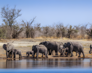 Wildlife Safari Tanzania