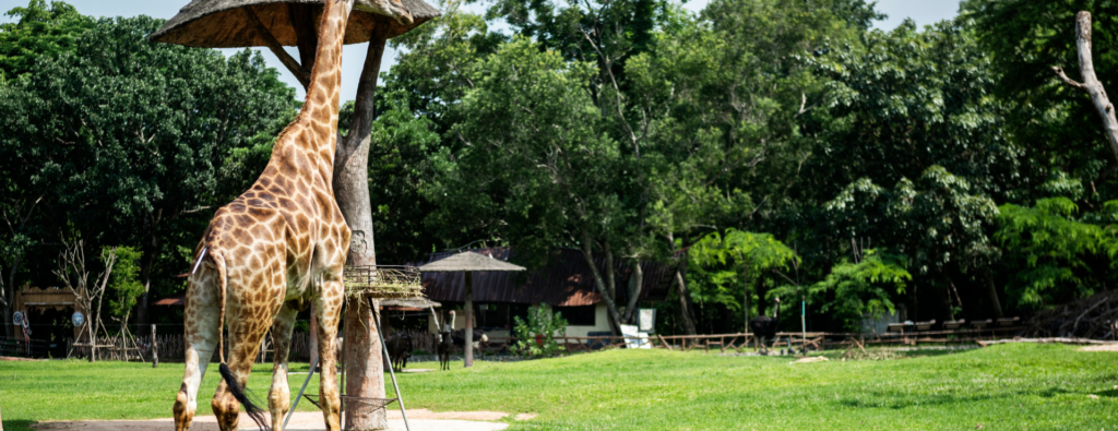 best safari lodges in tanzania